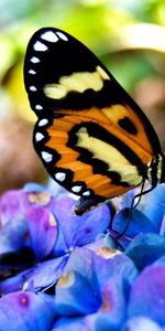 Hierba,Macro,Flores,Planta,Mariposas