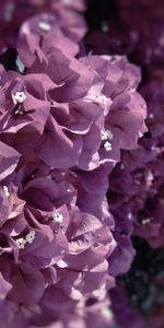 Flowers,Grass,Plant,Macro,Lilac