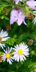 Flowers,Grass,Plant,Petals