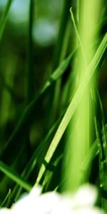 Flowers,Grass,Plants