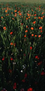 Espace,Herbe,Domaine,Portée,Champ,Fleurs,Coquelicots