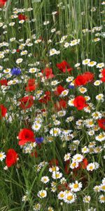 Polyana,Herbe,Bleuets,Camomille,Clairière,Fleurs,Été,Coquelicots