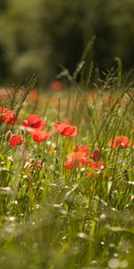 Herbe,Pavot,Coquelicot,Fleurs