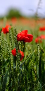 Flowers,Grass,Poppy,Field