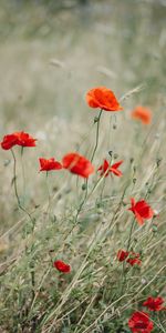 Herbe,Pavot,Wildflowers,Fleurs,Fleurs Sauvages,Coquelicot