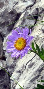 Flores,Hierba,Las Rocas,Rocas,Flor