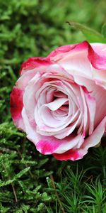 Flowers,Grass,Rose Flower,Rose,Bud,Pink