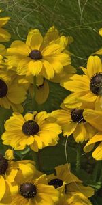 Flores,Hierba,Rudbeckia,Rudbekia