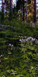 Flowers,Grass,Shadow,Nature,Forest