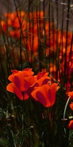 Flowers,Grass,Shadow,Stems