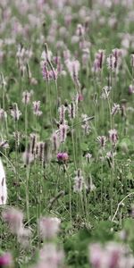 Flowers,Grass,Sit,Hare,Animals