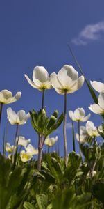 Flowers,Grass,Sky,Field,Snow White,Anemone