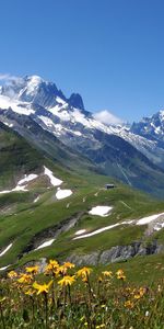 Flowers,Grass,Sky,Mountains,Snow,Vertex,Nature,Tops