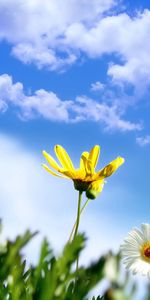 Flores,Hierba,Cielo,Nubes,Mariquita,Verano,Manzanilla