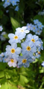 Flowers,Grass,Small,Macro,Plant