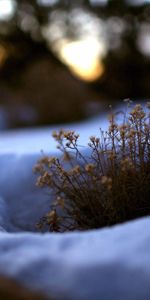 Flowers,Grass,Snow,Nature