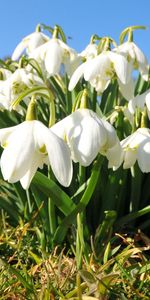 Flowers,Grass,Snowdrops