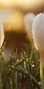 Flowers,Grass,Snowdrops,Drops,Macro,Glare,Shine,Light