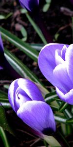 Flowers,Grass,Snowdrops,Leaves