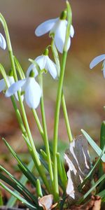 Flores,Hierba,Snowdrops,Macro