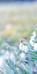 Herbe,Perce Neige,Planter,Plante,Macro,Fleurs