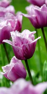 Flowers,Grass,Striped,Field,Stem,Stalk,Tulips