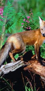 Flâner,Fleurs,Herbe,Promenade,Un Renard,Animaux,Renard