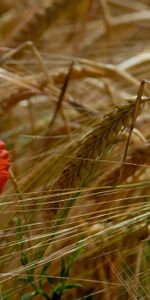 Herbe,Domaine,Oreilles,Chaussures À Pointes,Pavot,Champ,Fleurs,Coquelicot,Été