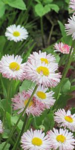 Flowers,Grass,Summer,Greens,Daisies