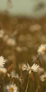 Flowers,Grass,Summer,Macro,Field,Color,Heat,Warmth,Camomile,Meadow