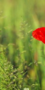 Herbe,Pavot,Domaine,Champ,Fleurs,Coquelicot,Été