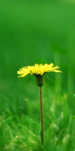 Flowers,Grass,Summer,Smooth,Glade,Dandelion,Blur,Polyana