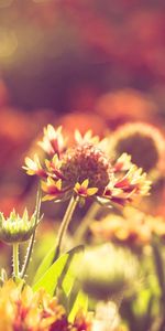 Flowers,Grass,Sun,Macro,Shine,Light,Field