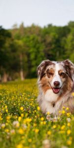 Flowers,Grass,To Lie Down,Lie,Dog,Sheepdog,Australian Shepherd,Animals,Sheep Dog