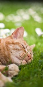 Flowers,Grass,To Lie Down,Lie,Sleep,Animals,Dream,Cat