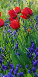 Fleurs,Herbe,Floraison,Tulipes