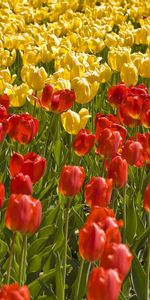 Flowers,Grass,Tulips,Flower Bed,Flowerbed,Field