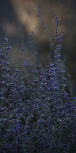 Herbe,Wildflowers,Crépuscule,Fleurs Sauvages,Fleurs,Lavande