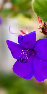 Flowers,Grass,Violet,Macro,Petals,Light Coloured,Small,Light