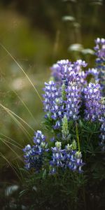 Herbe,Plante,Planter,Macro,Mauve,Fleurs