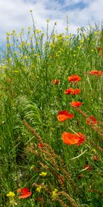 Flowers,Grass,Wildflowers,Meadow