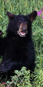 Flowers,Grass,Young,Bear,Stroll,Joey,Animals