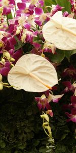 Flowers,Greens,Anthurium,Assorted