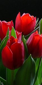 Flowers,Greens,Background,Tulips