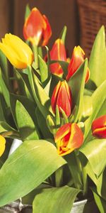 Flowers,Greens,Bouquet,Buds,Large,Big,Bucket,Tulips