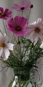 Flowers,Greens,Bouquet,Jug,Kosmeya,Cosmos