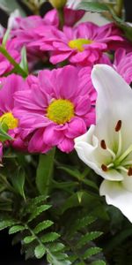 Flowers,Greens,Bouquet,Lily,Close Up,Composition,Fern