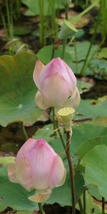 Flowers,Greens,Buds,Pond,Lotuses