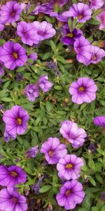 Flores,Brillante,Verduras,Calibrachoa,Calirohoa