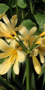 Flowers,Greens,Clivia,Stamens,Flower,Close Up